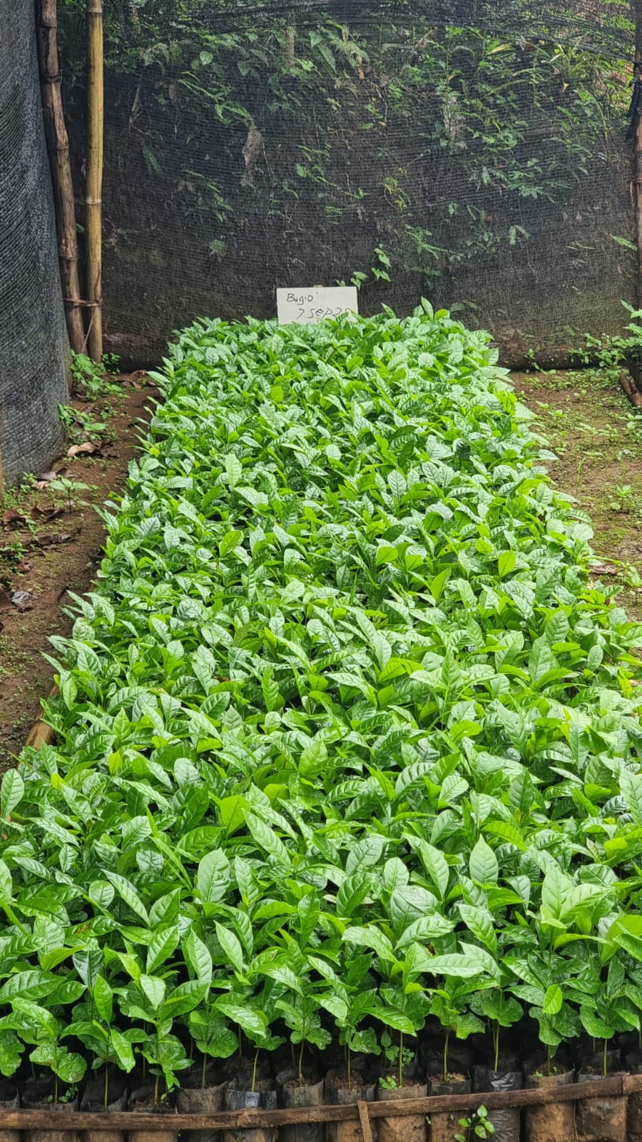 Bibit kopi robusta sudah tumbuh