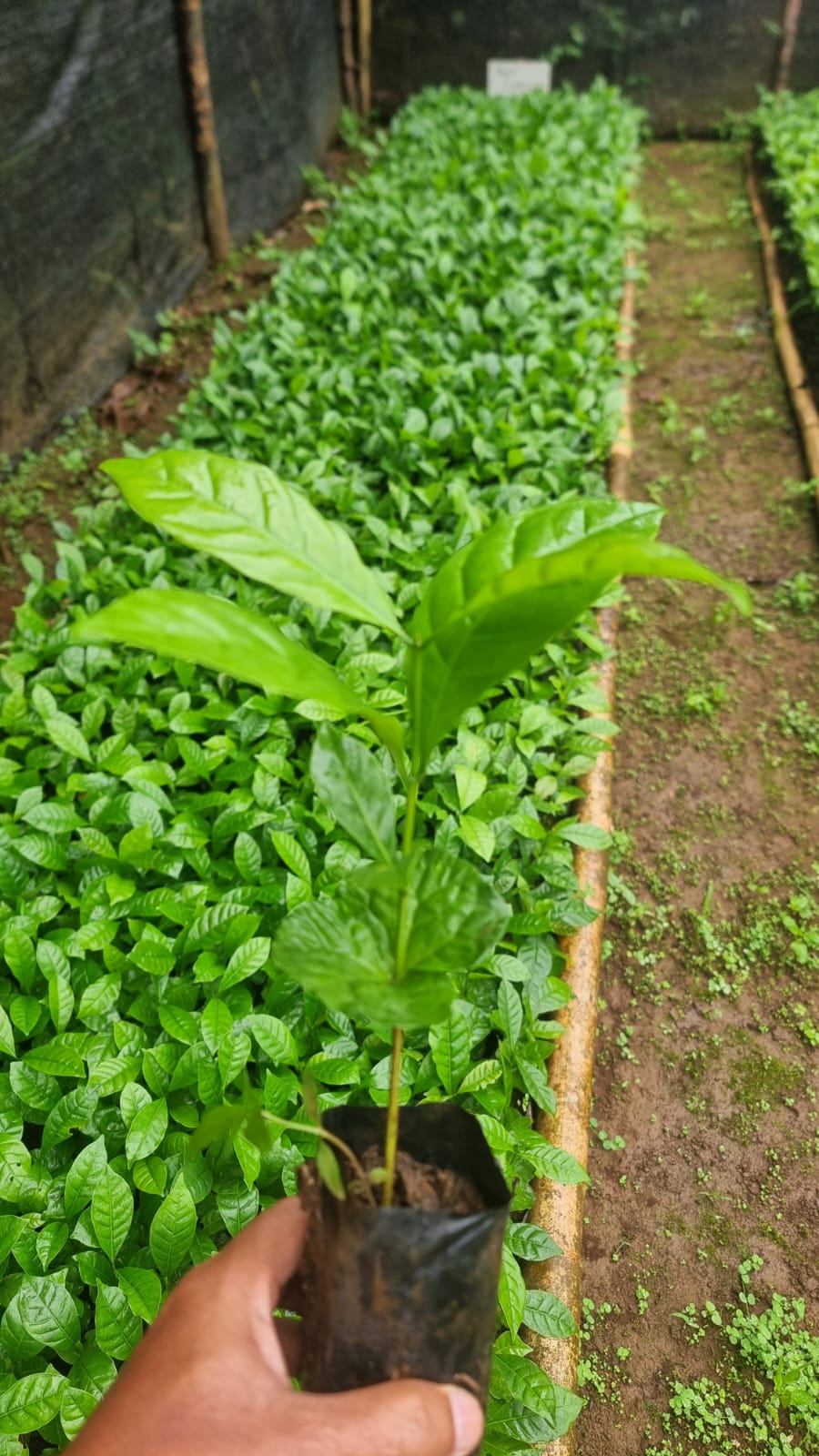 Bibit kopi robusta sudah siap tanam